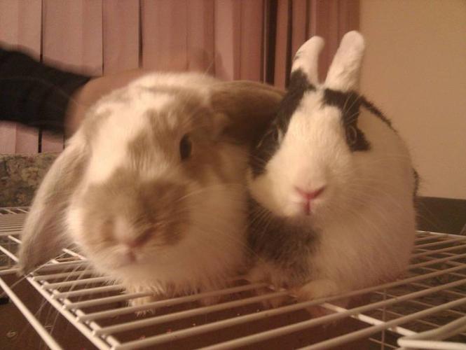 2 VERY cute bunnies