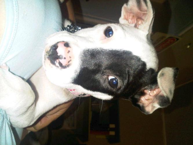 3 Month Old Boxer/ Bull Terrier Mix Puppy "Brooklyn" for