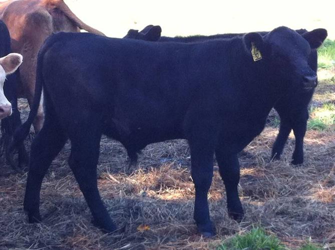 4 PB black angus cows w calves and in calf 3000each. OBO