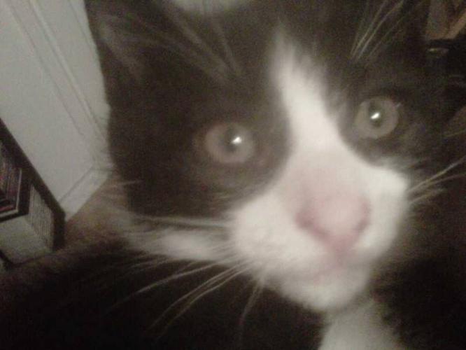 9 week old black and white kittens available