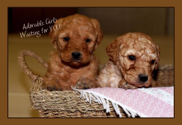 Adorable LABRADOOLE pups for sale!