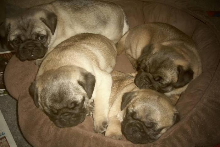 Adorable Pug Puppy For Sale