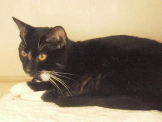 Adult Male Cat - Domestic Short Hair-black and white