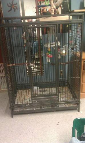 Alexandrine Parakeet w/ Cage and Accessories