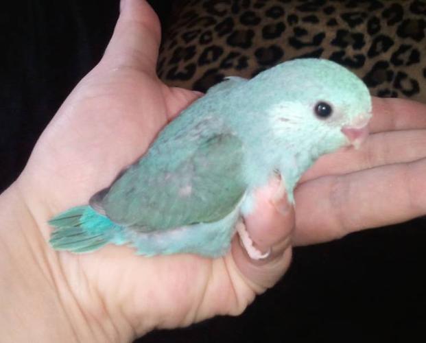 Baby Parrotlets - blue and green