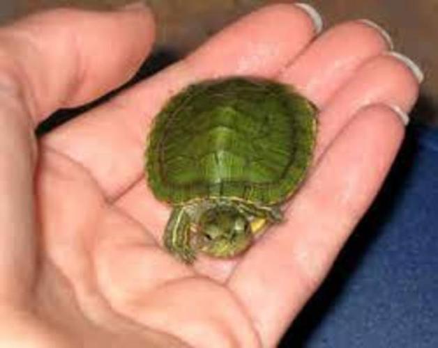 baby red ear slider turtle
