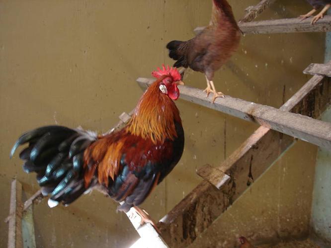Bantee rooster & hen