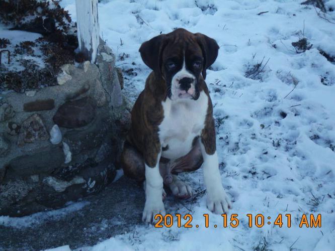 Boxer Puppy Still available as of Jan 25/ 2012
