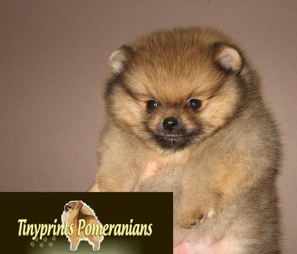 CKC Registered Pomeranian Puppies Available