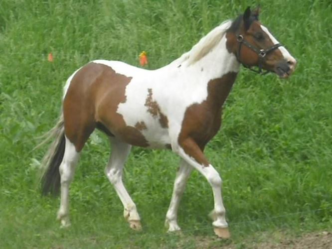 EXTREMELY BEAUTIFUL Reg. Tri-Coloured Paint Gelding