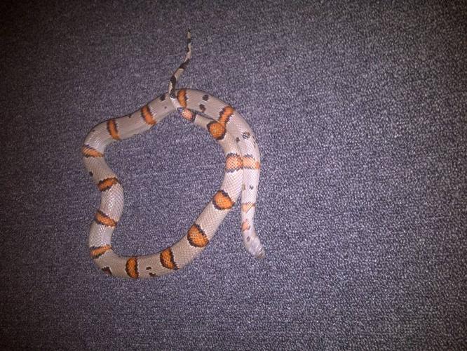 GREY BANDED KINGSNAKE WITH ALL ACCESSORIES AND TANK