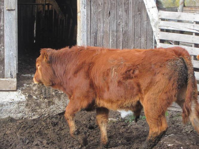Horned Purebred Limousin bull calves