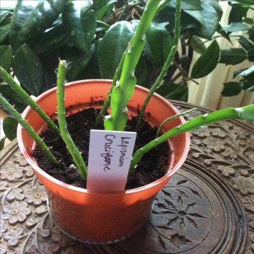 House plants cottontail cacti pink flower
