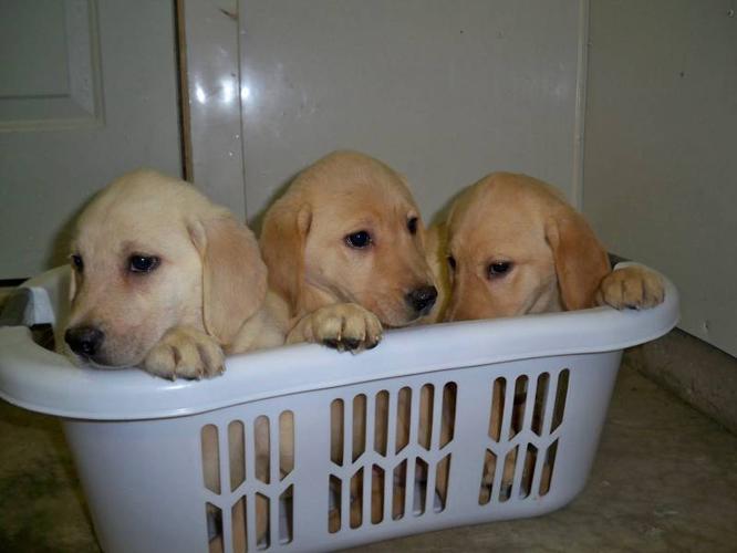 Lab Puppies For Sale!!!