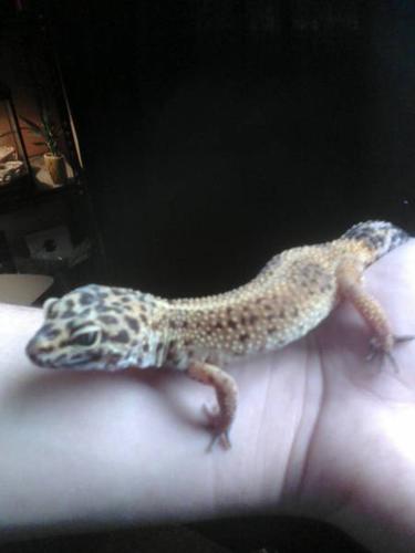 leopard gecko and every thing