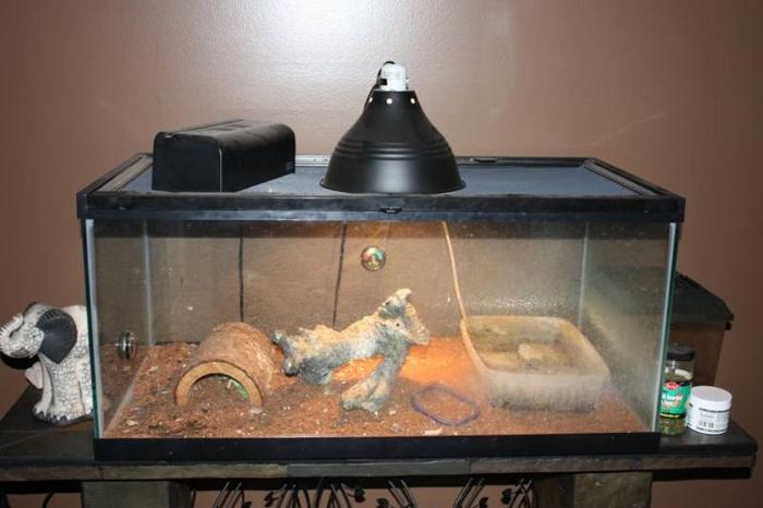 Lizard, tank and accessories