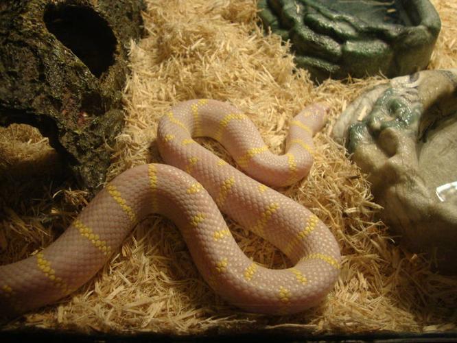 Male Albino California king Snake w/Tank/Extras
