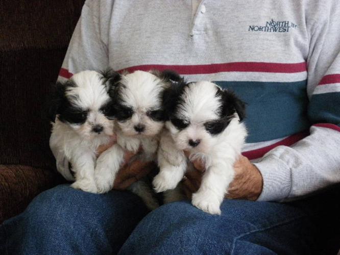 Maltese / Shih Tzu puppies