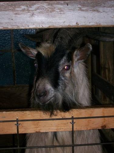 minture goats for sale