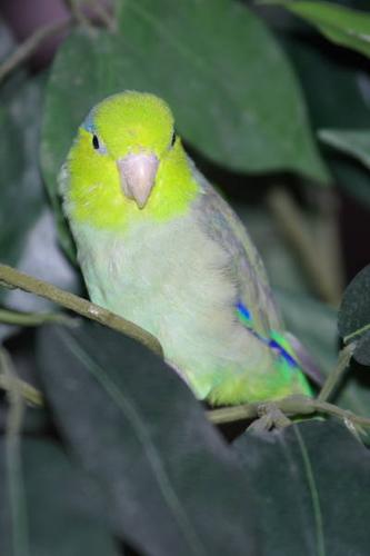 Parrotlet and cage