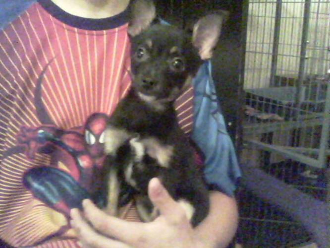 Pure Bred Micro T-cup Male Chihuahua puppy