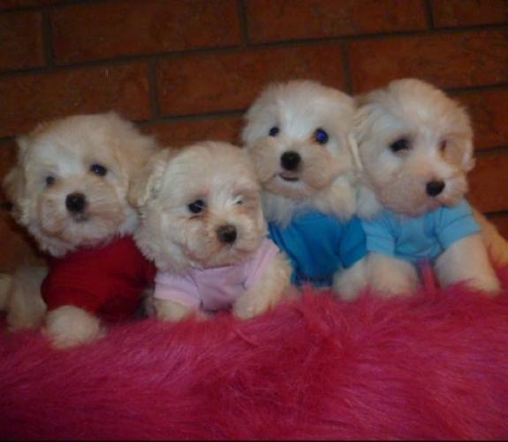 PURE WHITE TINY TOY AND TOY MALTESE PUPS
