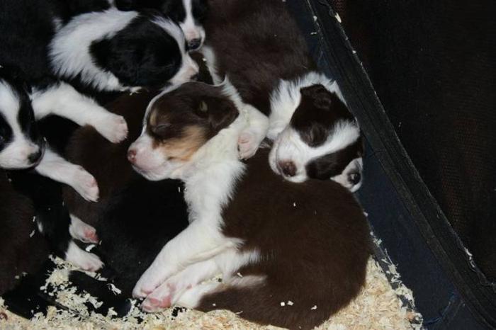 Purebred Australian Shepherd Puppies!