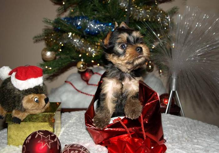 Purebred Registered Yorkshire Terrier Puppies