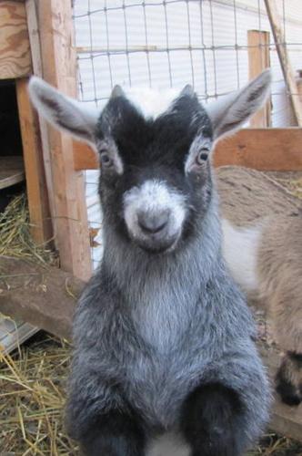 Pygmy Goat For Sale