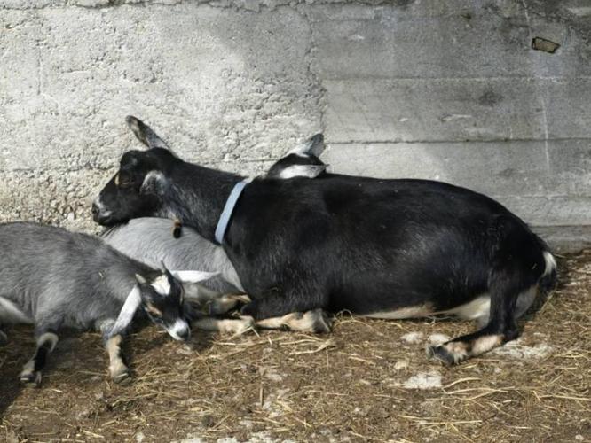 pygmy goat sisters for sale