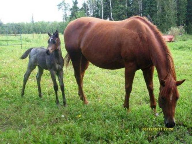 REDUCED $$ AQHA Registered Horses-For Sale