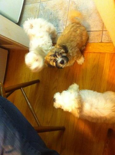 Shih Tzu & Poodle Mixed Puppies