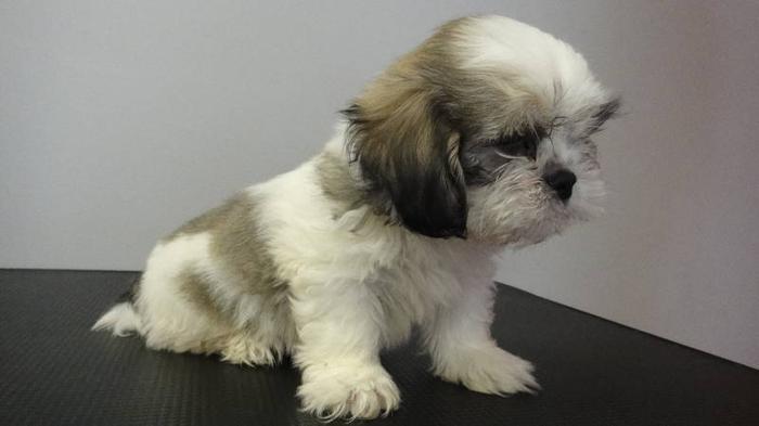 SHIH TZU PUPPIES READY TO GO NOW!