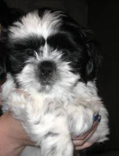 Shih Tzu puppy for sale - Ready to go to a new home