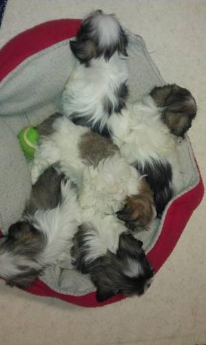 Shihpoo Pups Happy Healthy Ready to go
