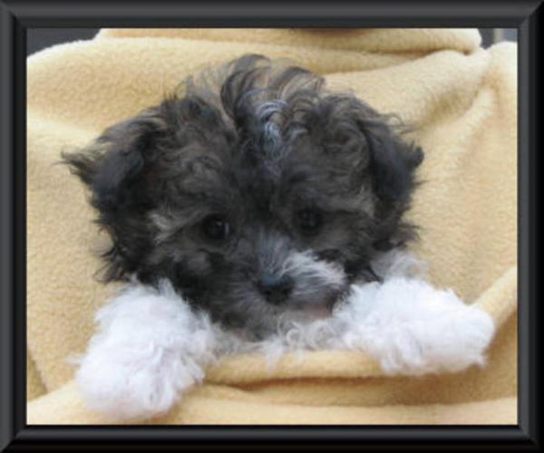 TINY TOY PARTI POODLE PUPPIES