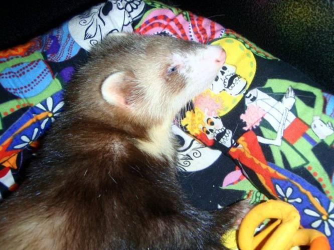 Two Ferrets with Everything and Extra's