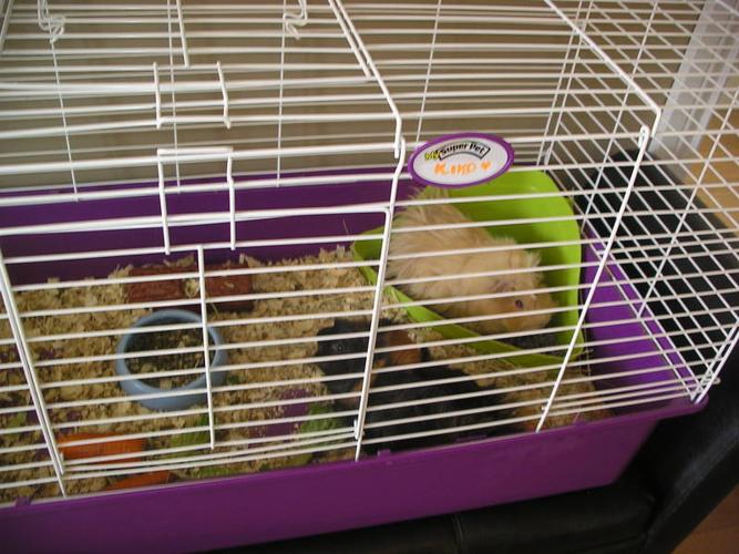Two guinea pigs for sale.
