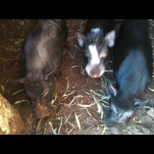 Wanted: 3 male potbellied pigs!