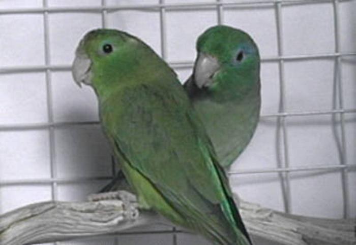 Wanted: Looking for Rare Parrotlets