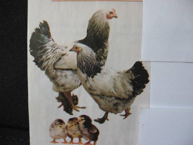 Wanted: WANTED: Light/Dark Brahma's (Chickens)