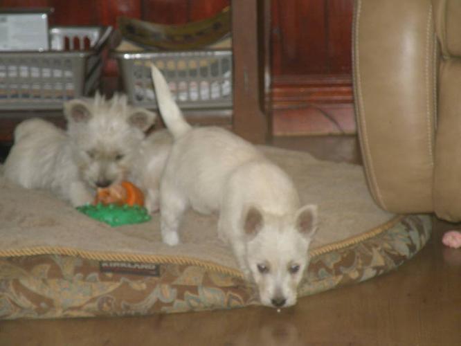 west highland terrier puppies for sale texas