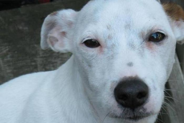 Young Male Dog - Jack Russell Terrier: 