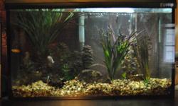 10 gallon fish tank that comes with three small freshwater fish (lots of room for new additions)
I'm need to sell them because I don't have the time to care for them anymore
Comes with absolutely everything you need including:
tank with lid and light