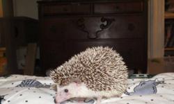 We have a healthy 10 month old hedgehog for sale. He is sweet and cute. He has been well cared for, he eats cat food, and fruits/veggies. He likes to take a bath, so we will include the soap we have for him. He also comes with 2 cages, a play yard, an