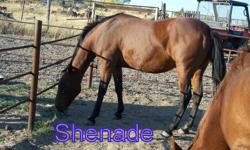 16 yr old Bay standardbred
 
Shenade is a loving horse, easy to catch and load.  She is broke to ride, but hasnt been ridden more than a couple of hours this past year. Asking $1000  obo
