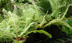 1 gallon size Ferns 6.95 each, some 2 and 5 gallon size also available, good selection on hand, part sun to shade, available @ Peninsula Flowers Nursery 8512 West Saanich Rd 250 652 9602