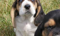 If you like a hound but like a one that enjoys taking life easy, these dogs are for you.  They are excellent dogs around children and get along well with other animals.  Our pups come vaccinated and dewormed.  We also have a health guarantee.  The parents
