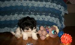 Shih Poo Puppies
 
Non shedding
hypo allergenic
approx 10-14 pounds full grown
1 MALE ONLY
1st Vaccinations, No worms, Vet Exam Health Guarantee
Puppy Package included.
 
Puppy is well socialized. trained and has a docile/ watcher personality. He is