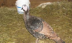 I have 3 slate hen turkeys this springs hatch $30 o.b.o each, I have 1 bourbon tom 2yrs old good for breeding or eating $50 o.b.o, 1 rouen drake 2yrs old good breeder $15 o.b.o If interested please call at 705 386 7749